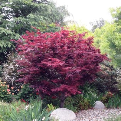 Red Leaf Japanese Maple (Acer palmatum 'Atropurpurea') - 3 gallon 24-30"