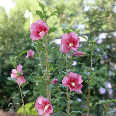 Red Pillar® Rose of Sharon (Hibiscus syriacus 'Red Pillar') - 3 gallon 18"