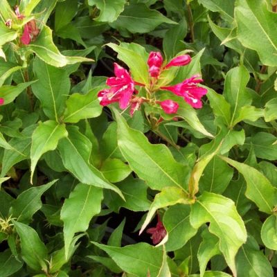 Red Prince Weigela (Weigela florida 'Red Prince') - 1 gallon