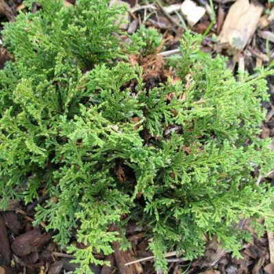 Red Star Atlantic White Cedar (Chamaecyparis thyoides 'Red Star) - QT
