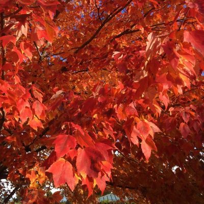 Red Sunset® Red Maple (Acer rubrum 'Franksred') - 3 gallon 48"