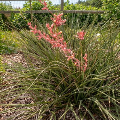 Red Yucca (Hesperaloe parviflora) - 1 gallon
