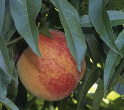 Redhaven Peach (Prunus persica 'Redhaven') - 3 gallon 36" TREE