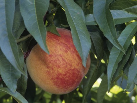 Redhaven Peach (Prunus persica 'Redhaven') - 5 gallon 60"