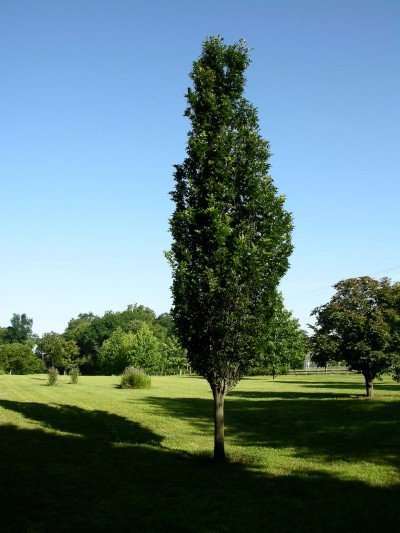 Regal Prince® Oak (Quercus x bicolor 'Long') - 3 gallon TREE