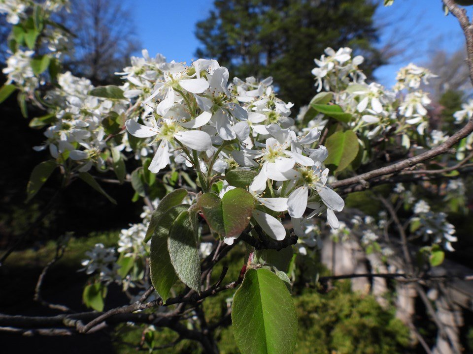‘Regent’ alder-leaved serviceberry (Amelanchier alnifolia 'Regent') - 3 gallon