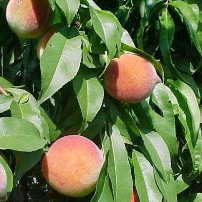 Reliance Peach (Prunus persica 'Reliance') - 3 gallon 36" TREE