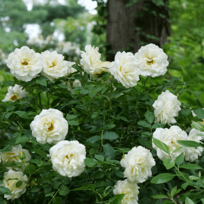Reminiscent™ Crema Rose (Rosa reminiscent 'Crema') - QT
