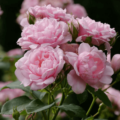 Reminiscent™ Pink Rose (Rosa reminiscent 'Pink') - QT
