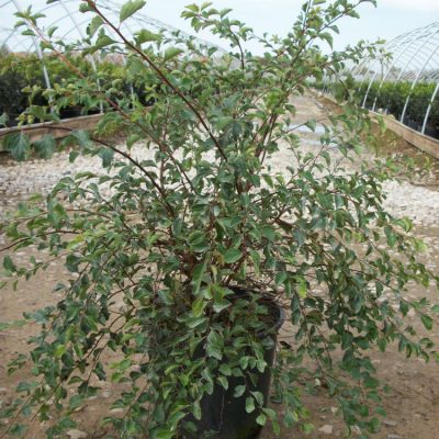Renaissance Spiraea (Spiraea x vanhouttei 'Renaissance') - 1 gallon