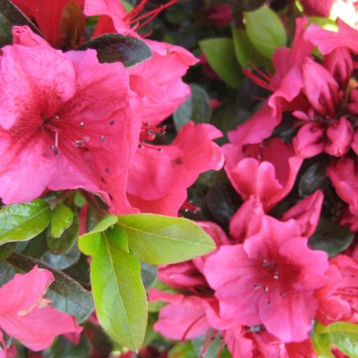 Renee Michelle Azalea (Azalea x 'Renee Michelle') - 3 gallon 12"