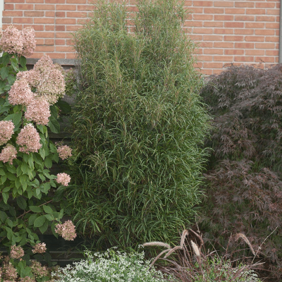 Rhamnus f. Fine Line®