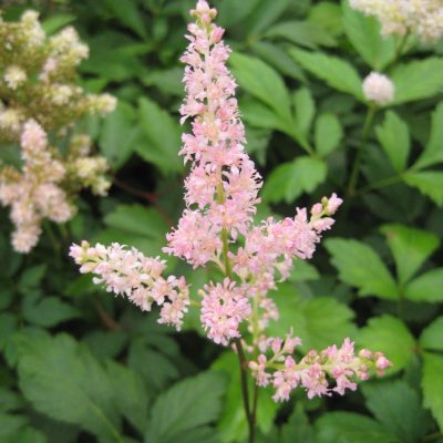 Rheinland Astilbe (Astilbe japonica 'Rheinland') - 1 gallon