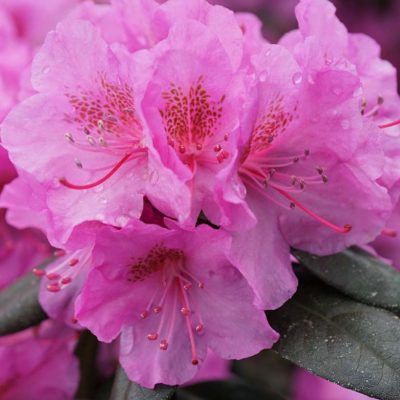 Rhododendron Black Hat® (Rhododendron x 'Black Hat') - 3 gallon 15"