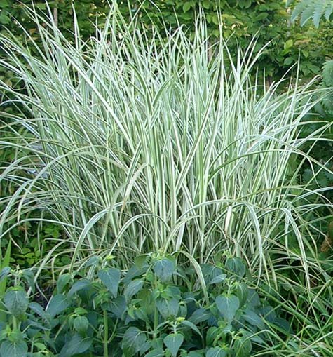 Rigoletto Maiden Grass (Miscanthus sinensis 'Rigoletto') - 3 gallon