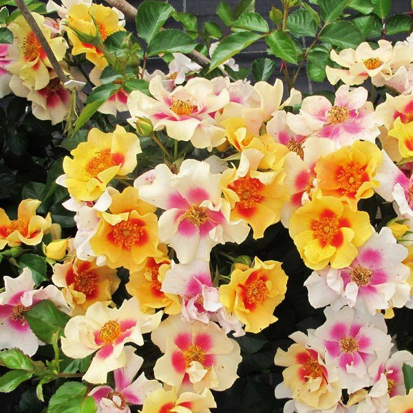 Ringo® Rose (Rosa 'Ringo') - QT