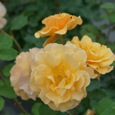 Rise Up Amberness™ Rose (Rosa rise 'Up Amberness') - QT