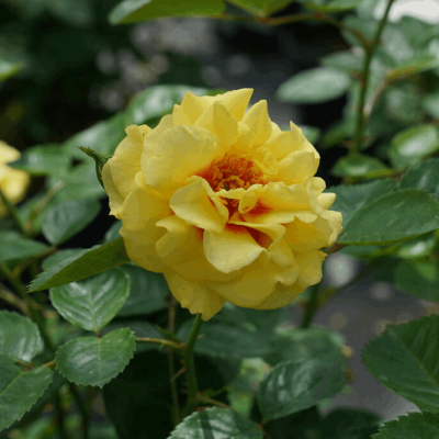 Rise Up™ Ringo Rose (Rosa rise 'Up Ringo') - QT