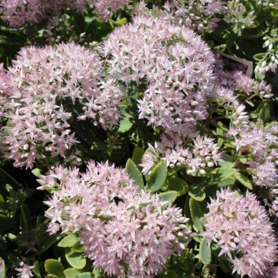 Rock 'N Round® 'Pure Joy' Stonecrop (Sedum pure 'Joy') - 1 gallon