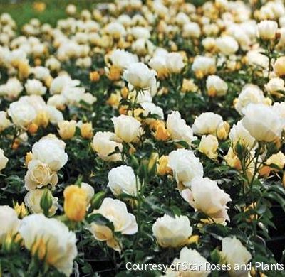 Rosa DR Popcorn Drift®
