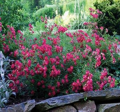 Rosa DR Red Drift® - Image 2