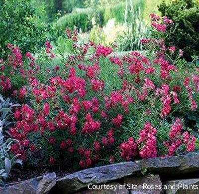Rosa DR Red Drift®