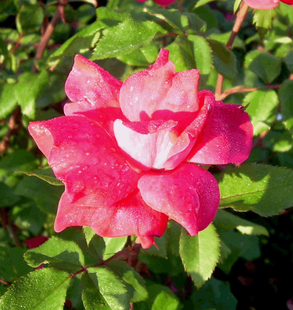 Rosa KO Knock Out® (Original Red) - Image 2