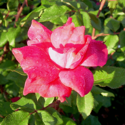 Rosa KO Knock Out® (Original Red)