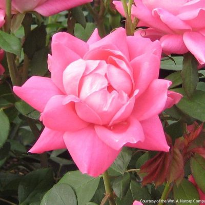 Rosa KO Pink Double Knock Out®