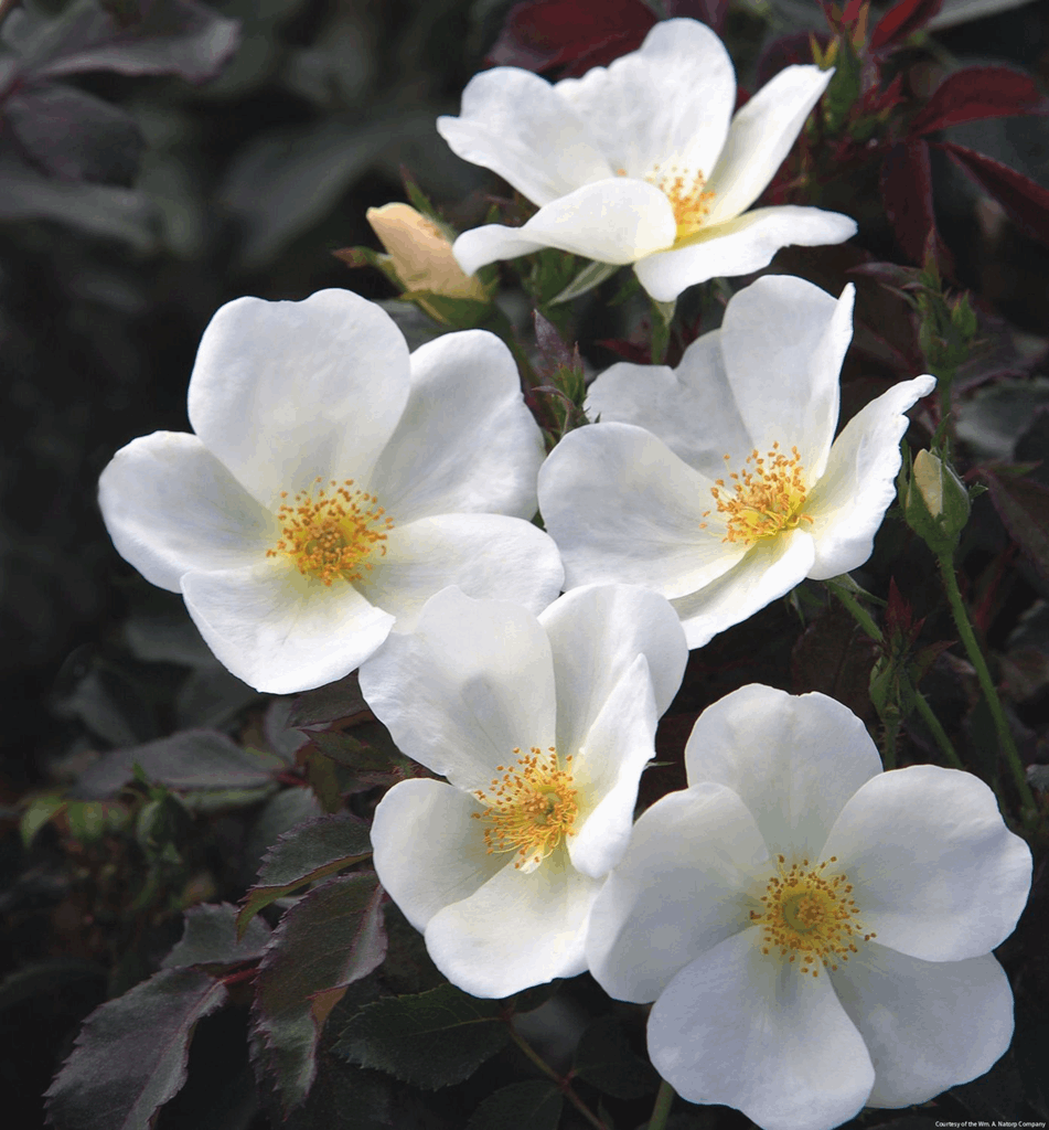 Rosa KO White Knock Out®