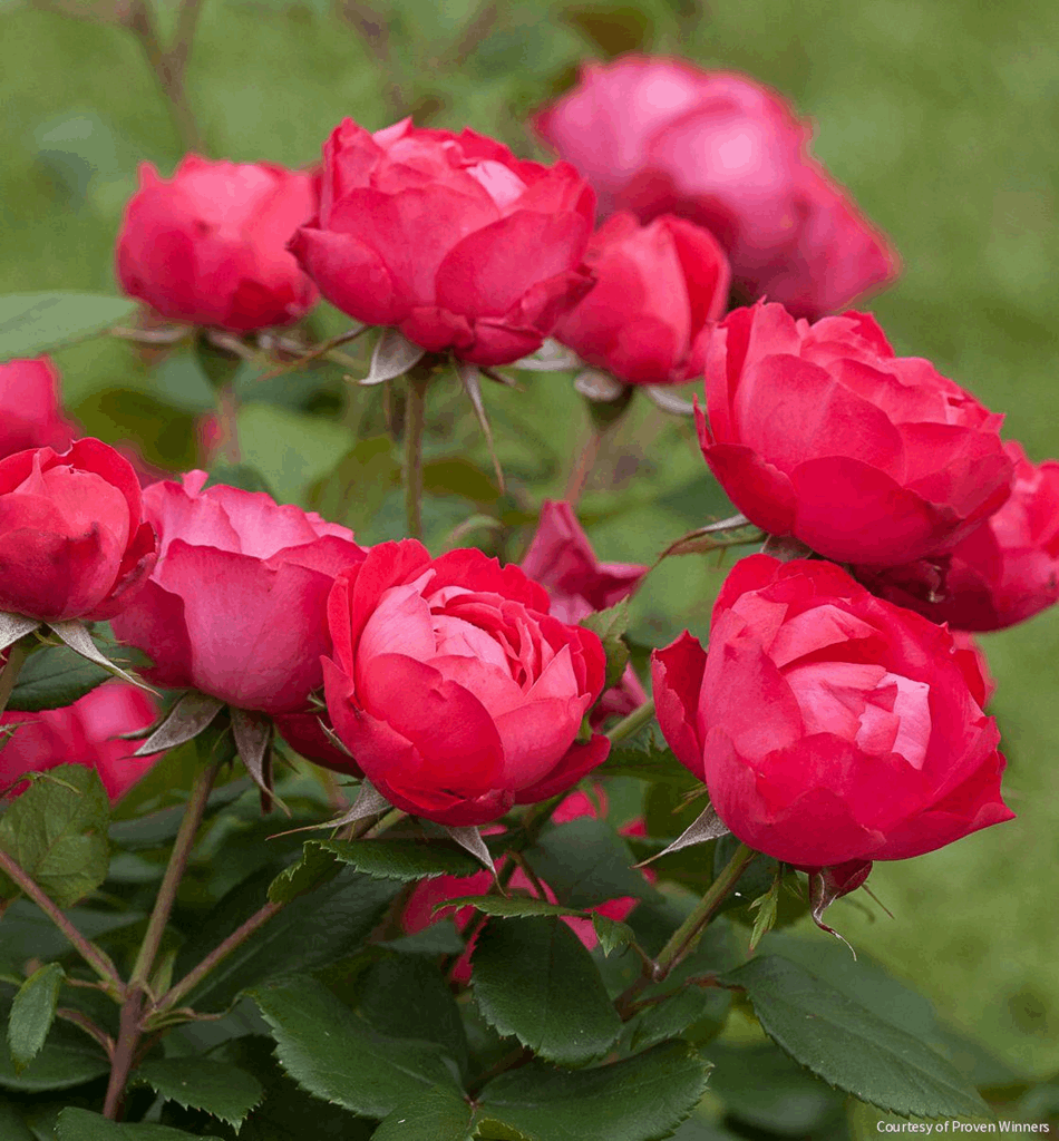 Rosa SH Oso Easy® Double Red®