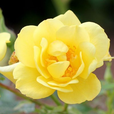 Rosa SH Oso Easy® Lemon Zest®