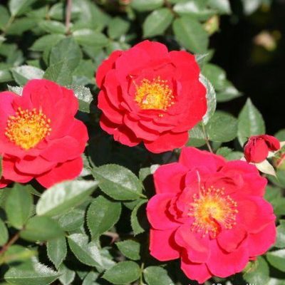 Rosa SH Oso Easy® Urban Legend®