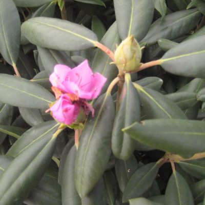 Roseum Elegans Rhododendron (Rhododendron roseum 'Roseum Elegans') - 3 gallon 15"