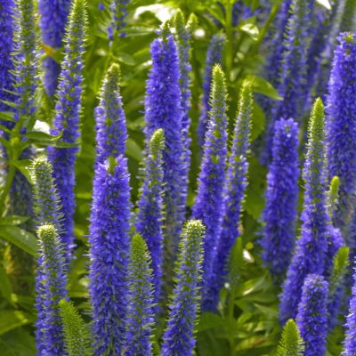 Royal Candles Speedwell (Veronica spicata 'Royal Candles') - 1 gallon