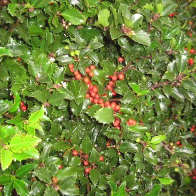 Royal Family (Blue Prince/Blue Princess) Holly (Ilex x meserveae 'Royal Family') - 3 gallon 15"