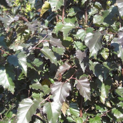 Royal Frost® Birch (Betula x 'Royal Frost') - 3 gallon 48"