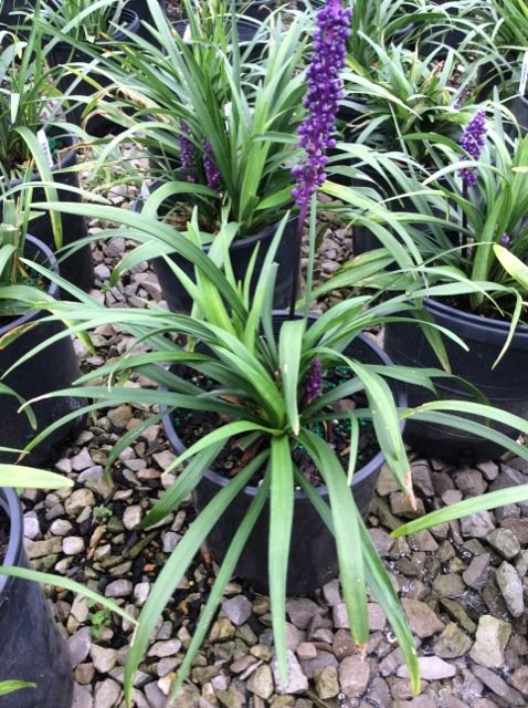 Royal Purple Lily Turf (Liriope M 'Royal Purple') - 1 gallon