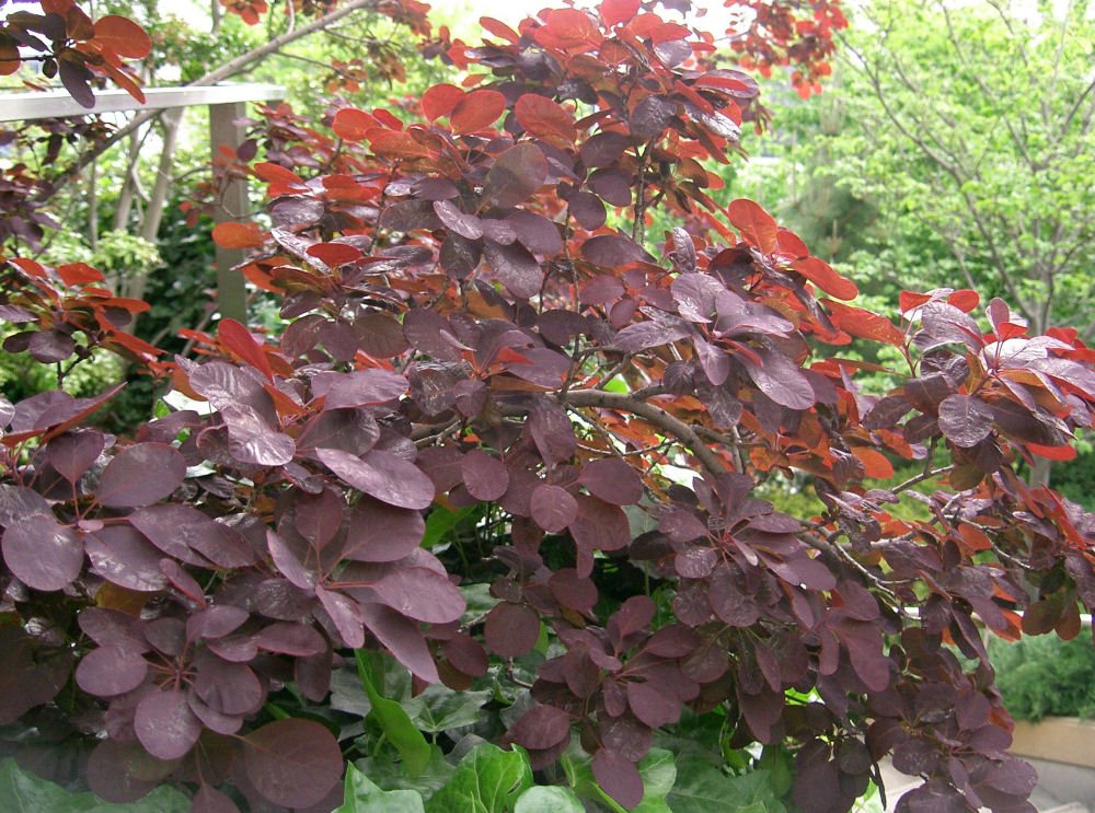 Royal Purple Smokebush (Cotinus coggygria 'Royal Purple') - 3 gallon 15"