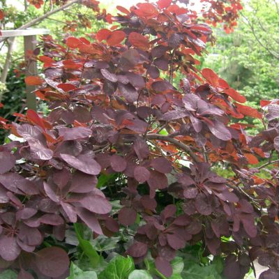 Royal Purple Smokebush (Cotinus coggygria 'Royal Purple') - 3 gallon 15"