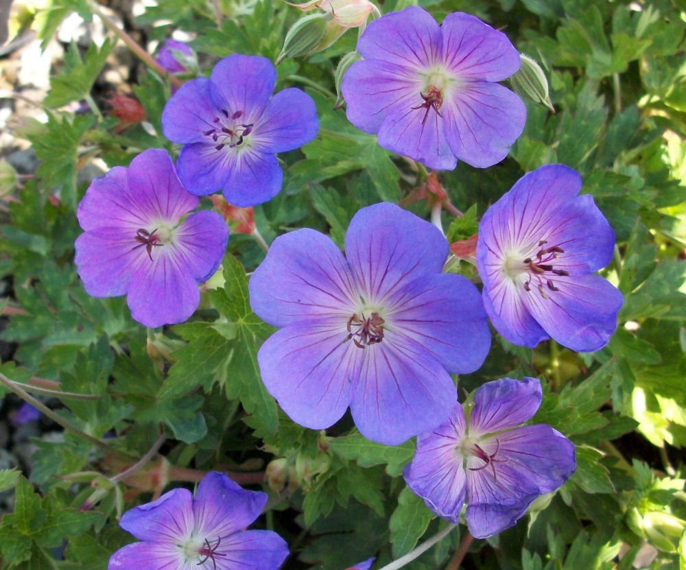 Rozanne™ Cranebill (Geranium x 'Rozanne') - QT