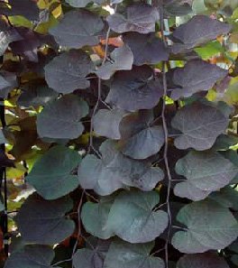 Ruby Falls Weeping Redbud (Cercis canadensis 'Ruby Falls') - 3 gallon