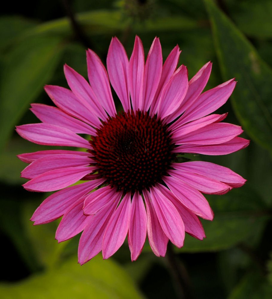 Ruby Star Coneflower (Echinacea purpurea 'Ruby Star') - 1 gallon