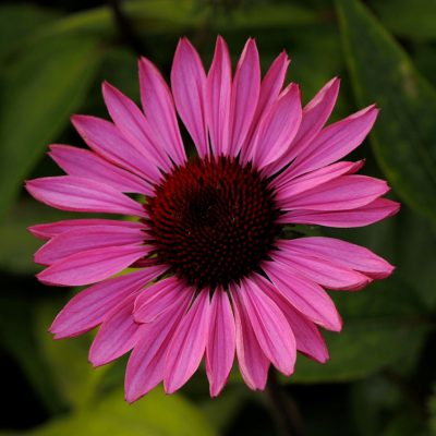 Ruby Star Coneflower (Echinacea purpurea 'Ruby Star') - 1 gallon