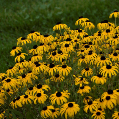 Rudbeckia 'American Gold Rush'