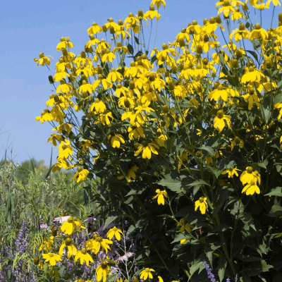 Rudbeckia l. 'Autumn Sun' (Herbstsonne)