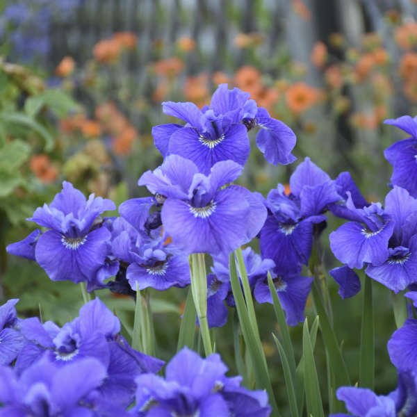 Ruffled Velvet Siberian Iris (Iris siberica 'Ruffled Velvet') - 1 gallon