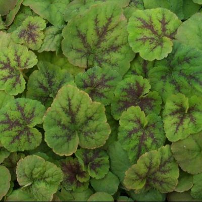 Running Tapestry Foamflower (Tiarella C 'Running Tapestry') - 1 gallon