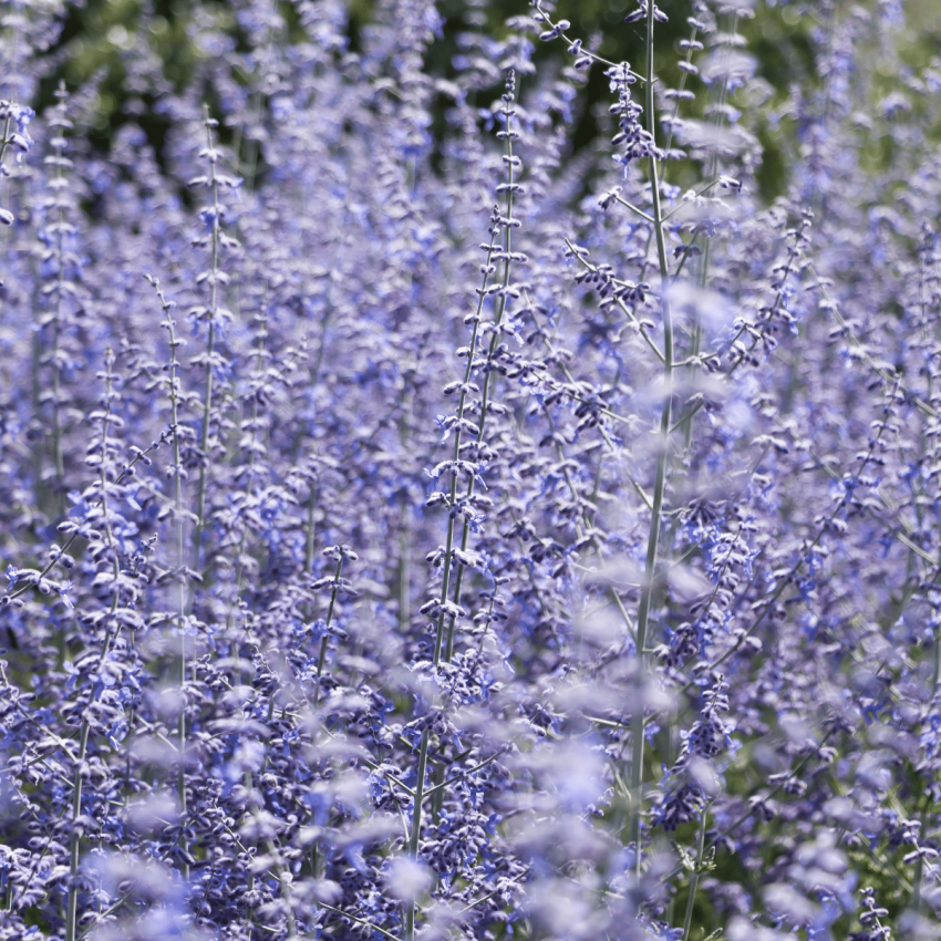 Russian Sage