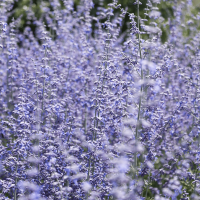 Russian Sage